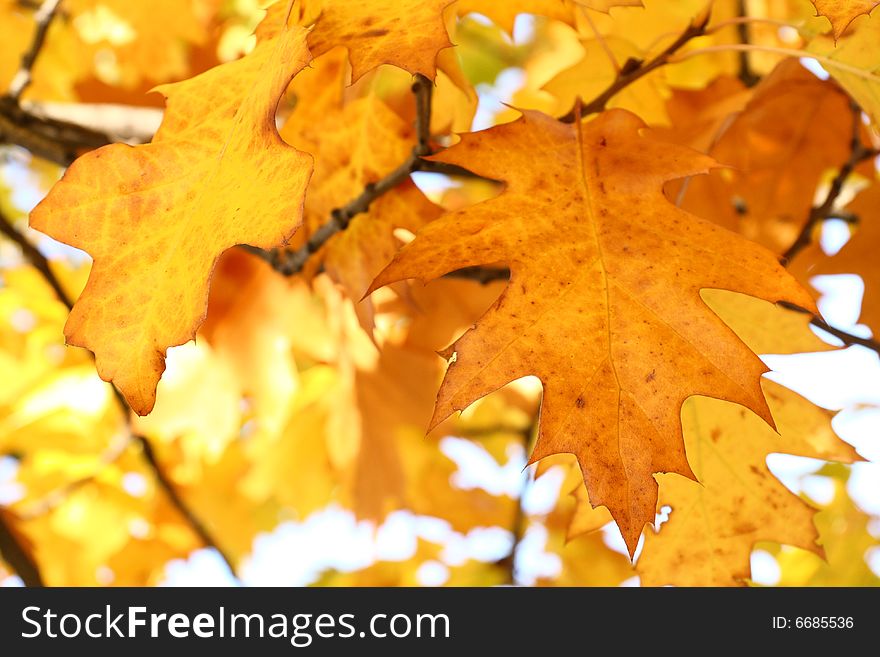 Yellow oak leaves - natural texture background