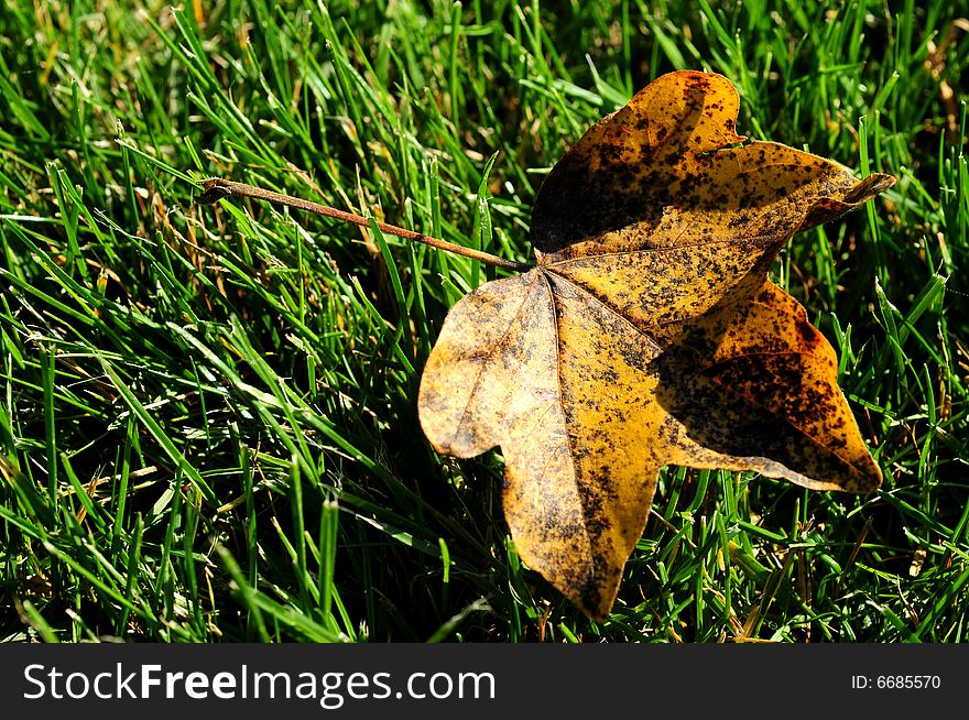 A view with a leaf in the grass