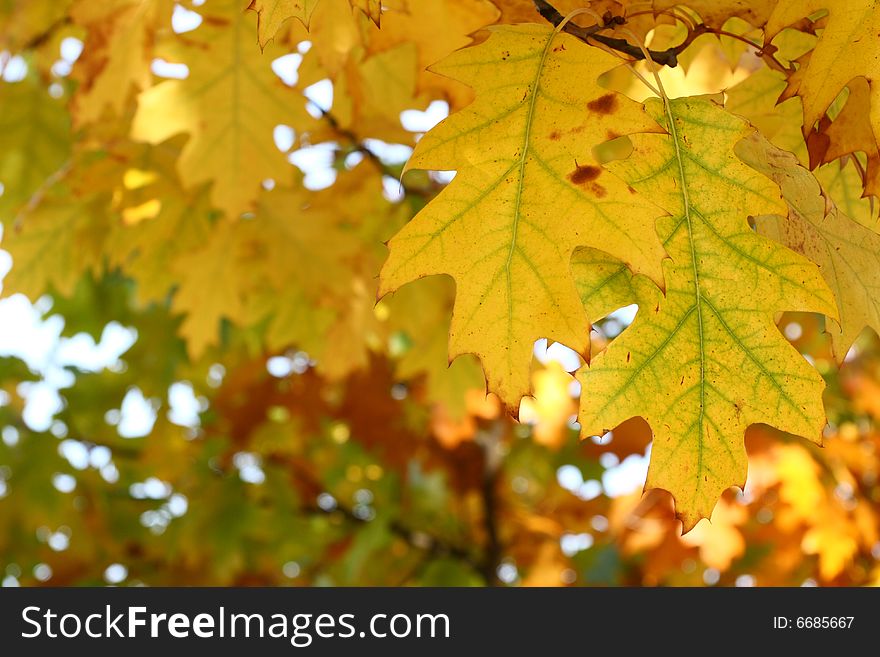 Yellow oak leaves - natural texture background