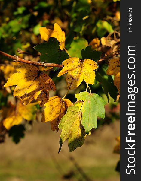 Yellow leaves on a tree