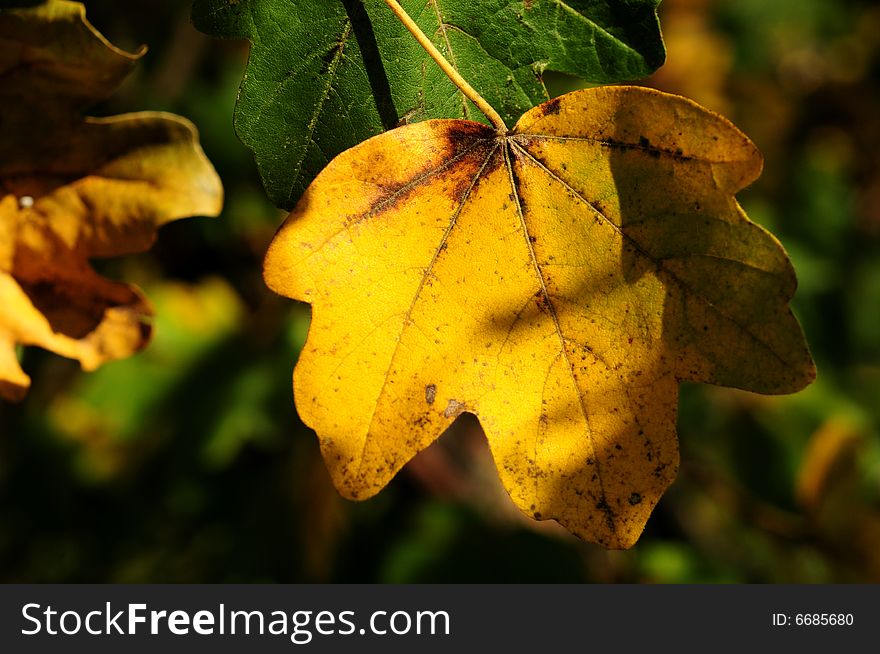 Yellow leaves on a tree