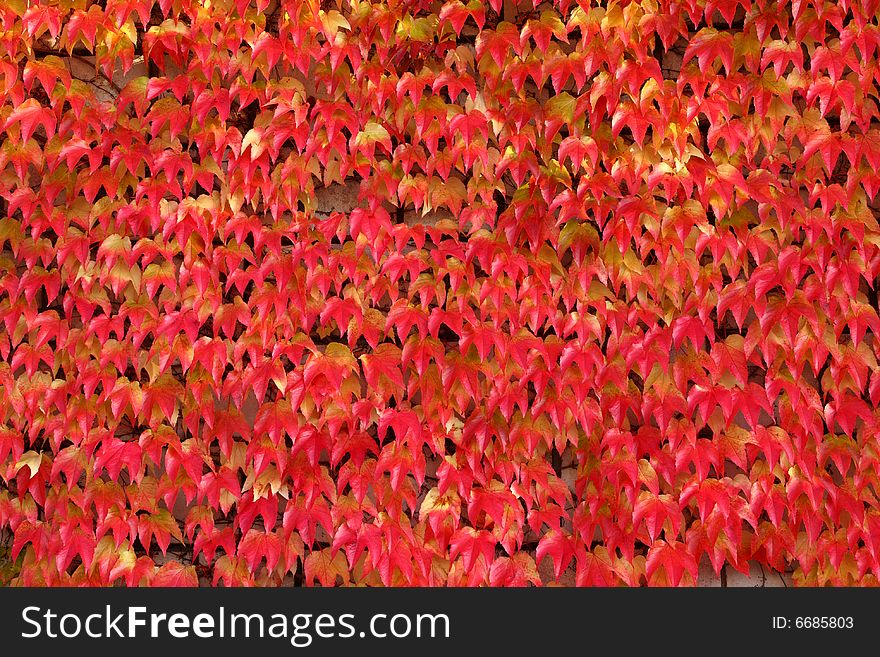 Creeper red leaves - natural texture background. Creeper red leaves - natural texture background