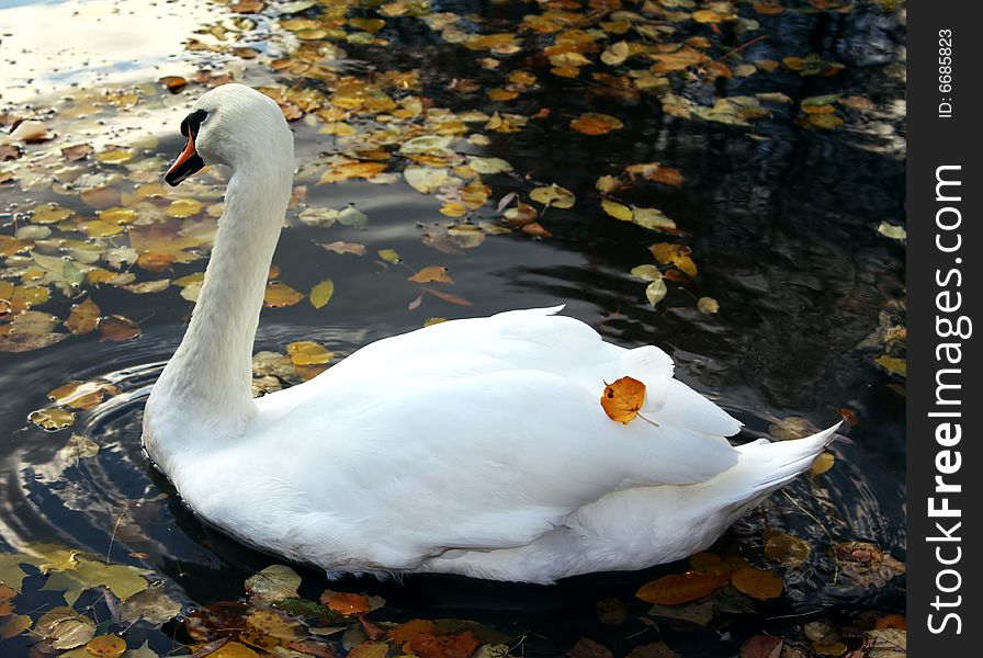 Beautiful swan swimming on black water in autumn park. Beautiful swan swimming on black water in autumn park