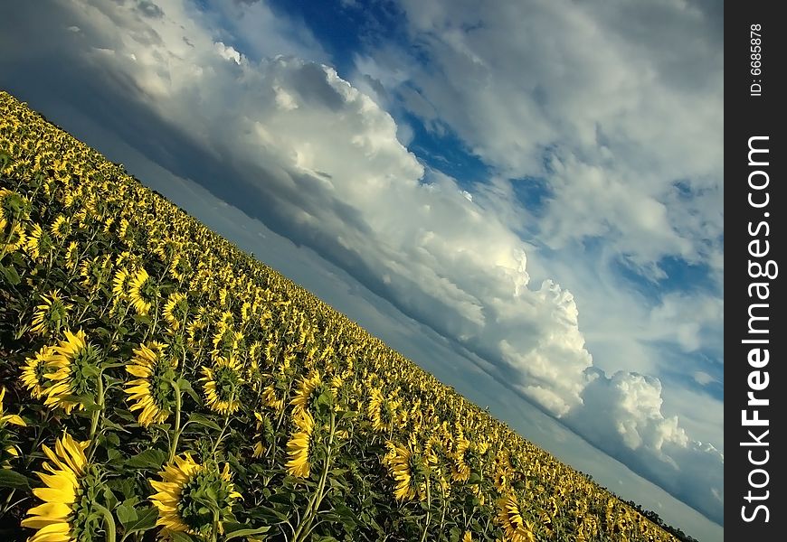 Endlessly field of sunflowers and beautiful clouds. Endlessly field of sunflowers and beautiful clouds.