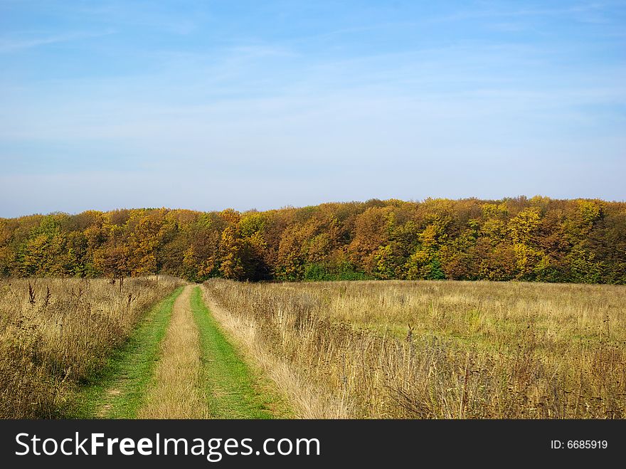 Path in the field anchorwoman to the forest. Path in the field anchorwoman to the forest