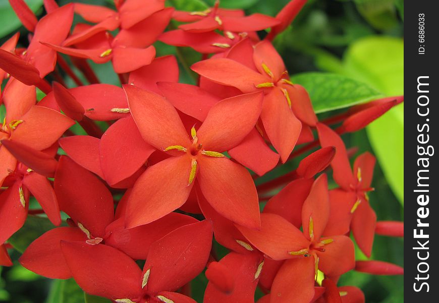 Four petal flowers in pure red color grow together. Four petal flowers in pure red color grow together.