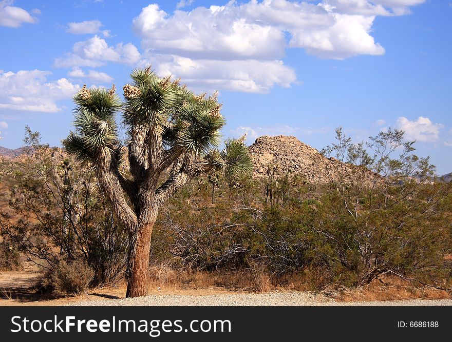 A lone Joshua Tree in the desert under a vivid blue sky