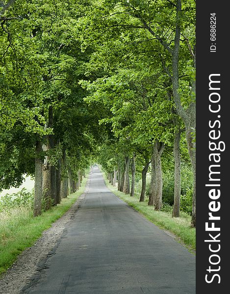 Tree lined narrow country road. Tree lined narrow country road