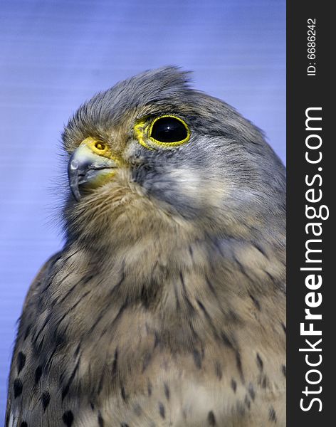 Portrait of a european kestrel