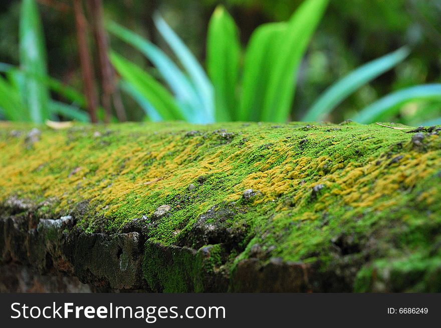 Green and yellow moss on a wall. Green and yellow moss on a wall