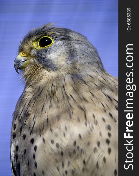 Portrait of a european kestrel