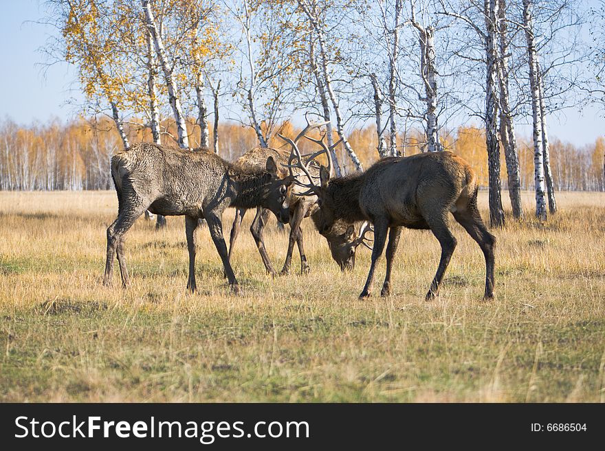 Male deers fighting at autumn