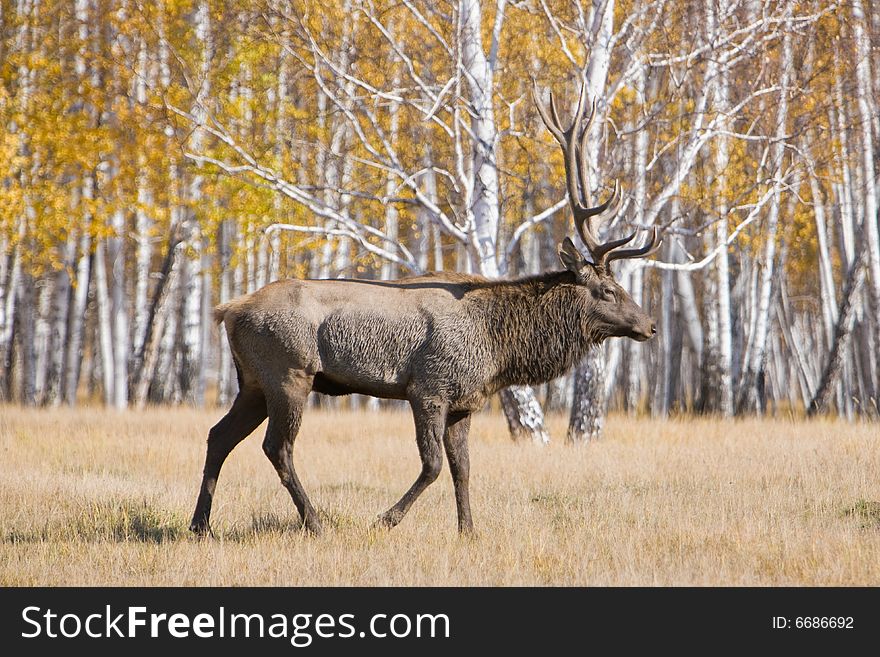 Huge male deer and his antlers