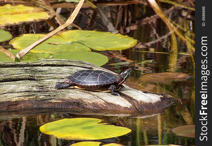 A small turtle sunning on a log in a pond.