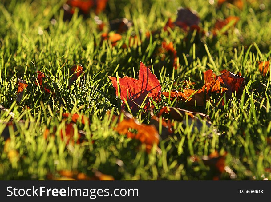 Colorful Foliage and Grass in the Fall