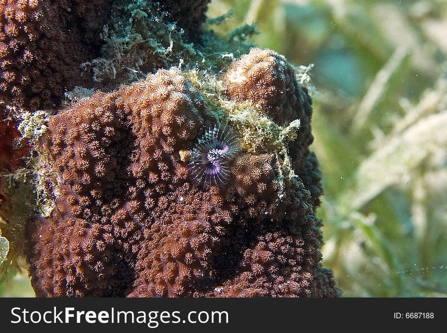 Christmas Tree Worm (spirobranchus Giganteus)