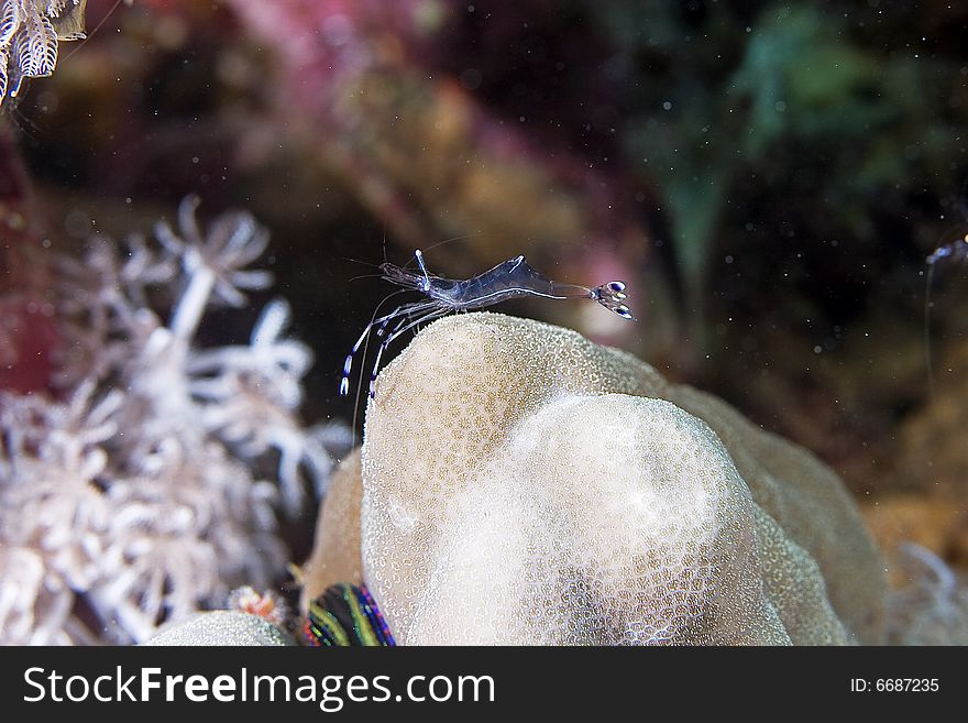 Long-arm cleaner shrimp (periclimenes longicarpus) taken in the Red Sea.