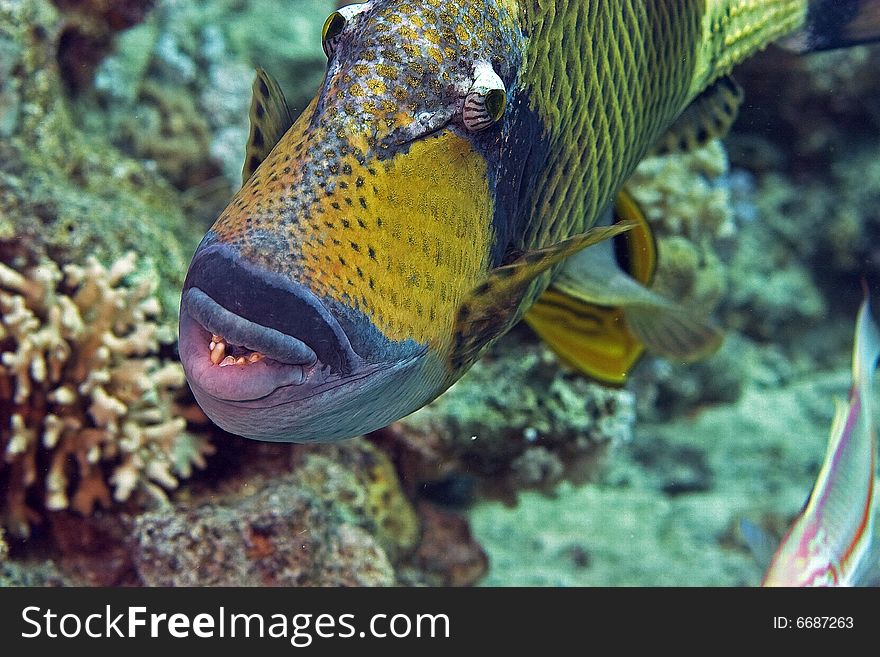 Titan triggerfish ( balistoides viridescens) taken in the Red Sea.