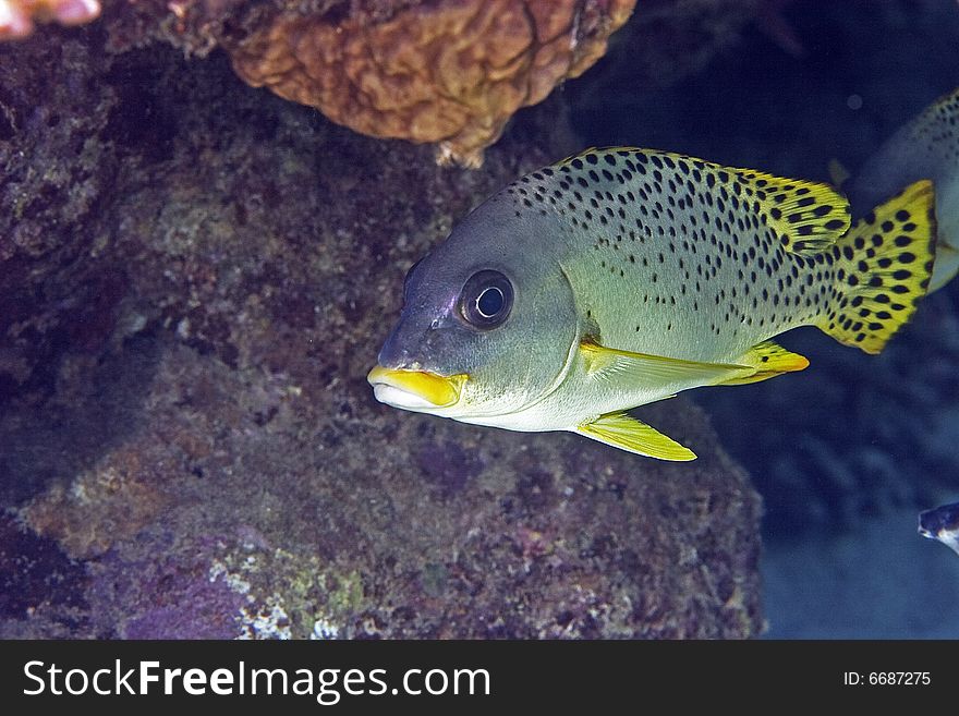 Blackspotted sweetlips (plectorhinchus gaterinus) taken in the Red Sea.