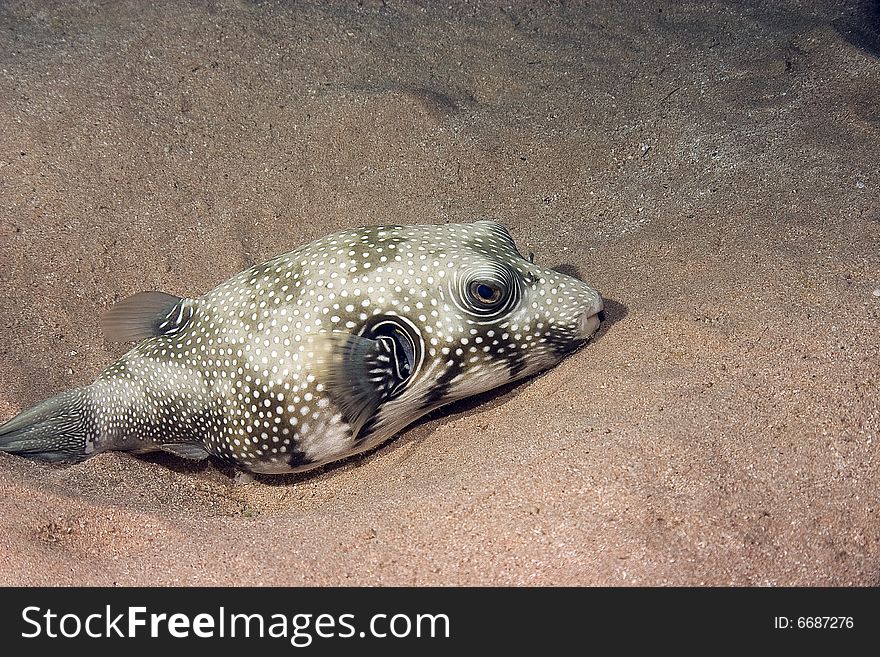 Starry puffer (arothron stellatus) taken in the Red Sea.