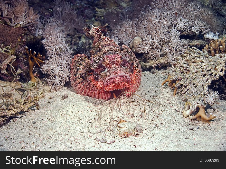 Smallscale scorpionfish (Scorpaenopsis oxycephala) taken in the Red Sea.