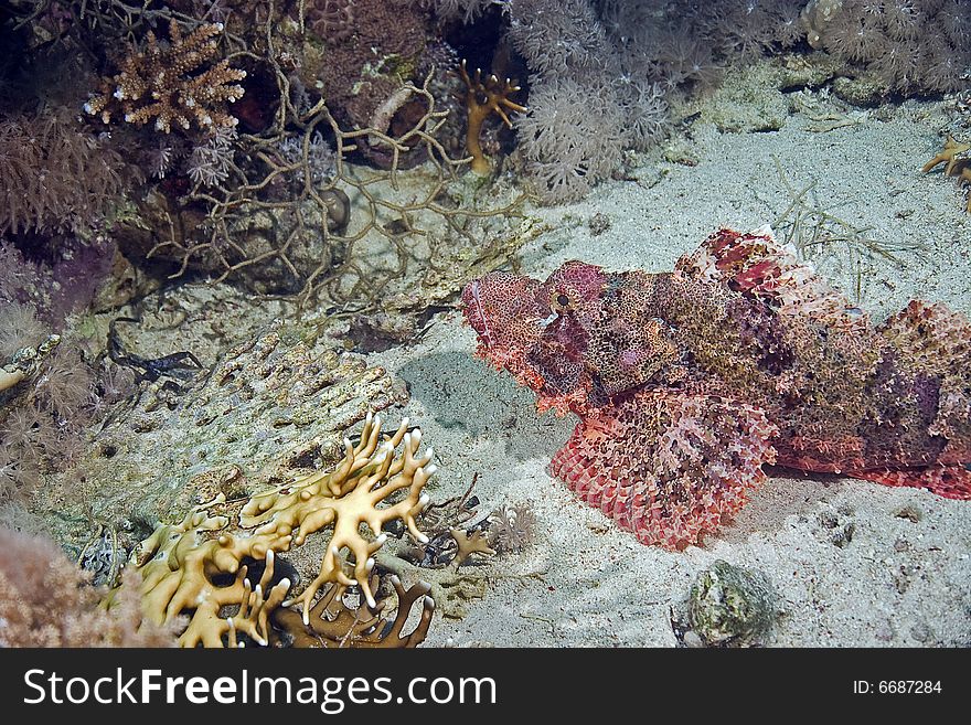 Smallscale scorpionfish (Scorpaenopsis oxycephala) taken in the Red Sea.