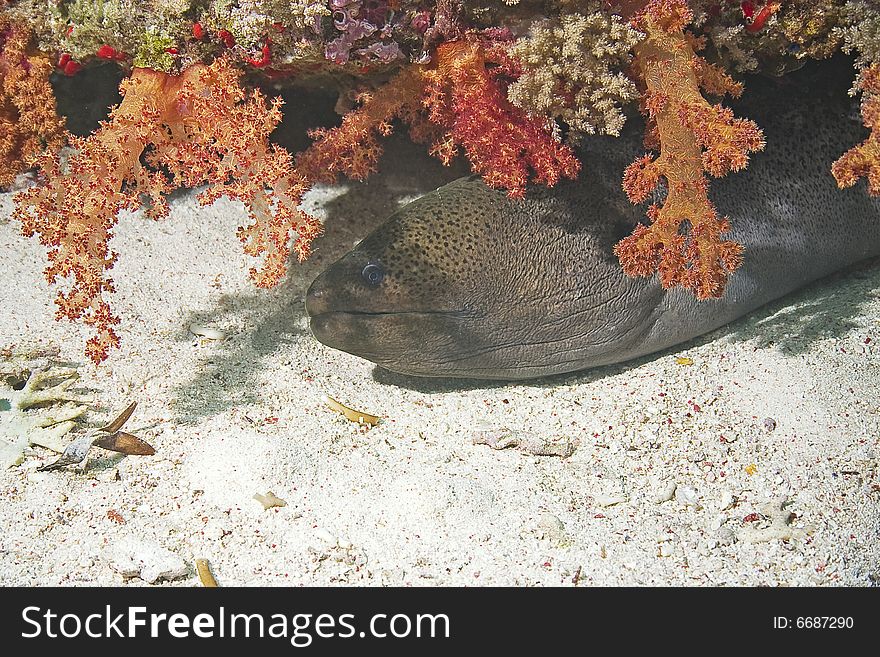 Giant moray (gymnothorax javanicus) taken in the Red Sea.