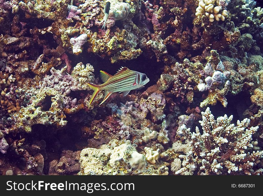 Spotfin squirrelfish (neoniphon sammara) taken in the Red Sea.