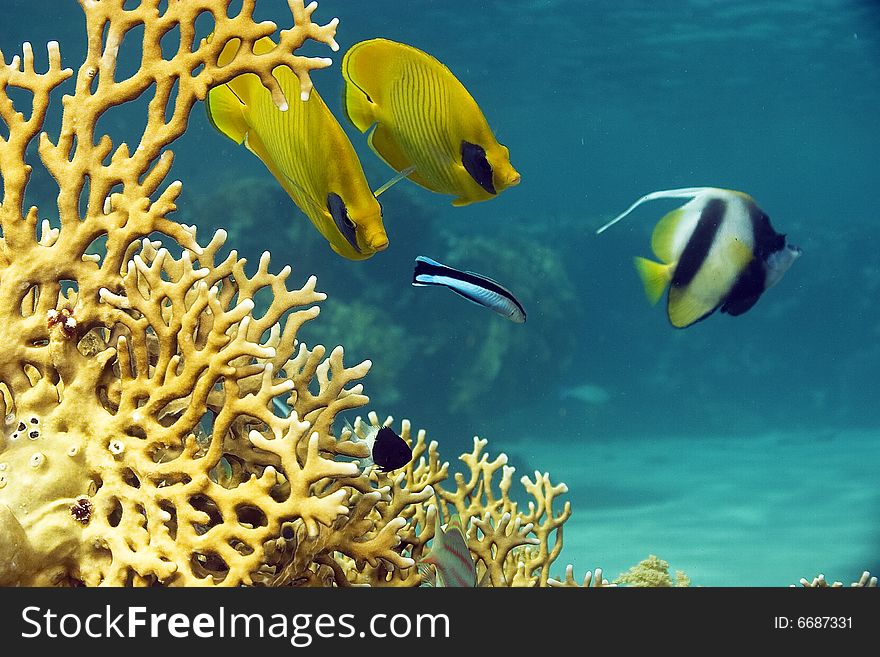 Masked butterflyfish (chaetodon larvatus) taken in the Red Sea.