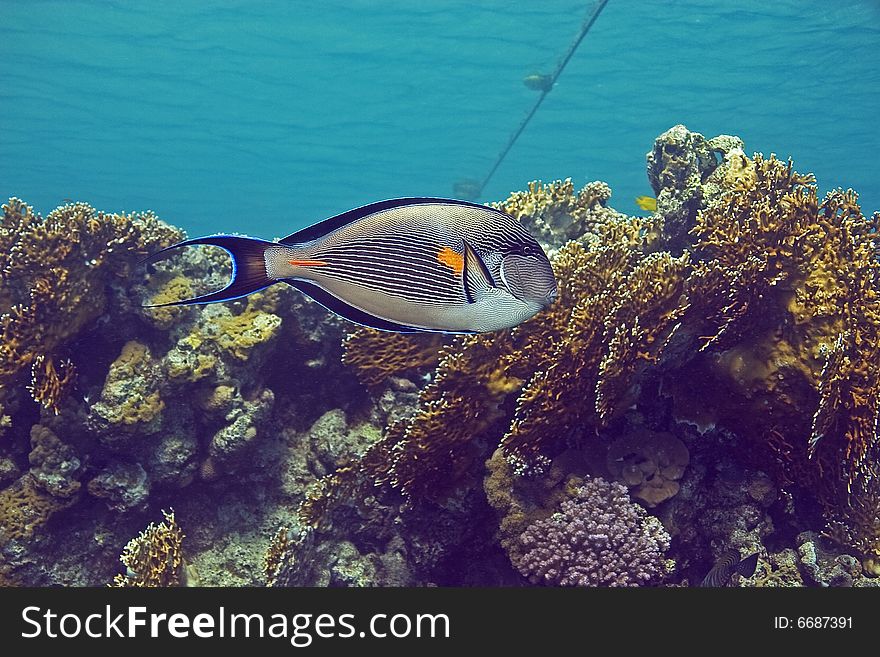 Sohal surgeonfish (Acanthurus sohal) taken in the Red Sea.