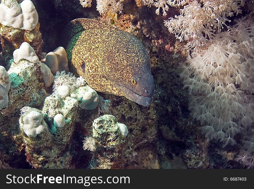 Yellowmargin moray (gymnothorax flavimarginatus) taken in the Red Sea.