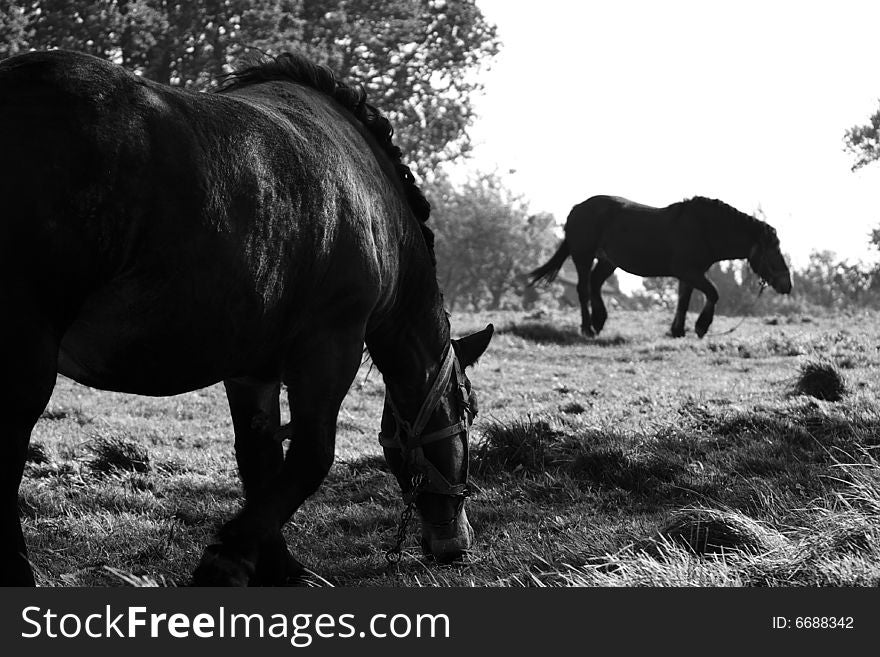 Polish countryside. The horses in the meadow. Polish countryside. The horses in the meadow.