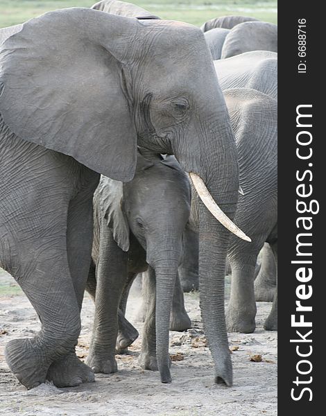 Mother elephant and her baby in Chobe Game park, Botswana. Mother elephant and her baby in Chobe Game park, Botswana