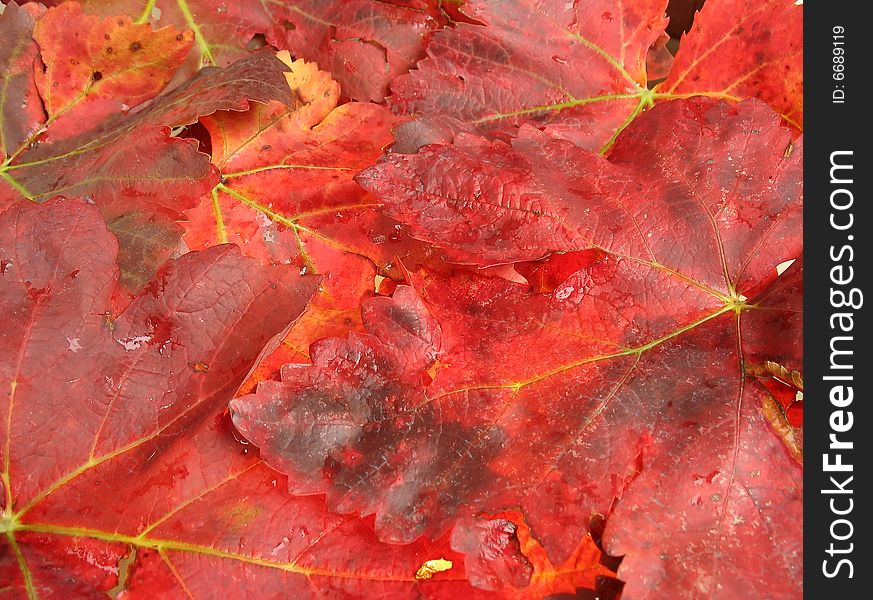 Autumn Leaves In Fiery Red Color