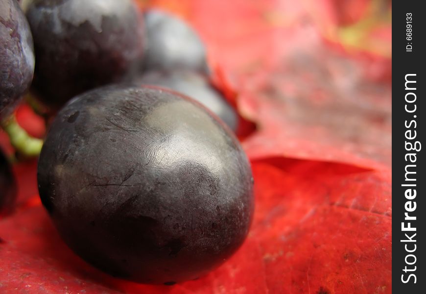 Closeup of a red grape on red vine leaves