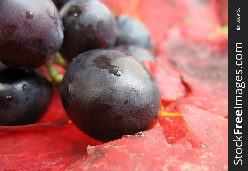 Closeup of a red grape on red vine leaves