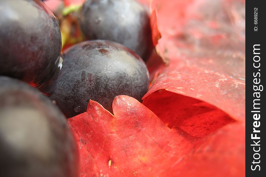 Closeup of a red grape on red vine leaves