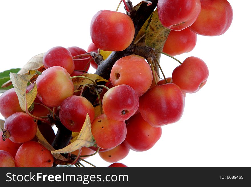 Cherries   which only can be eaten by birds