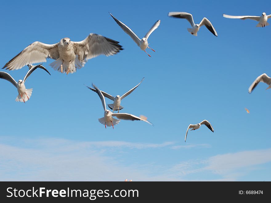 Flying seagulls taking food - bread. Flying seagulls taking food - bread