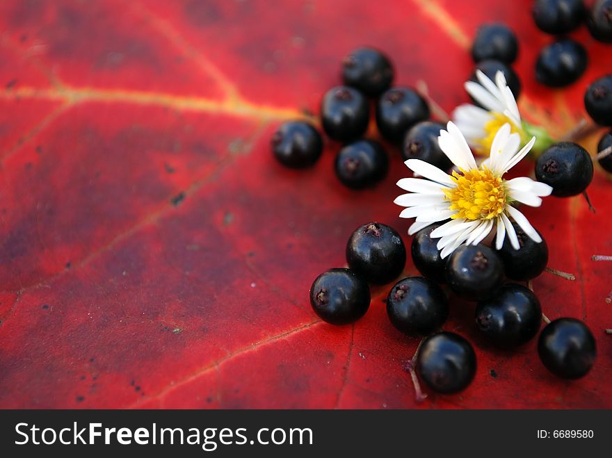 Close up detail of an Autumn foliage arrangement. Close up detail of an Autumn foliage arrangement