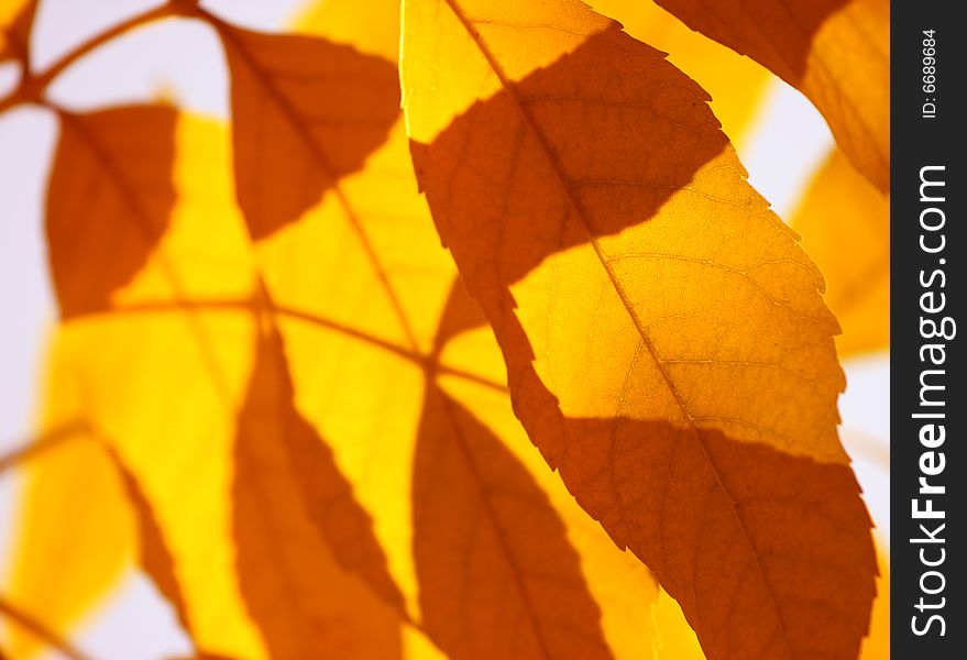 Yellow autumnal leaves in the sun rays. Yellow autumnal leaves in the sun rays