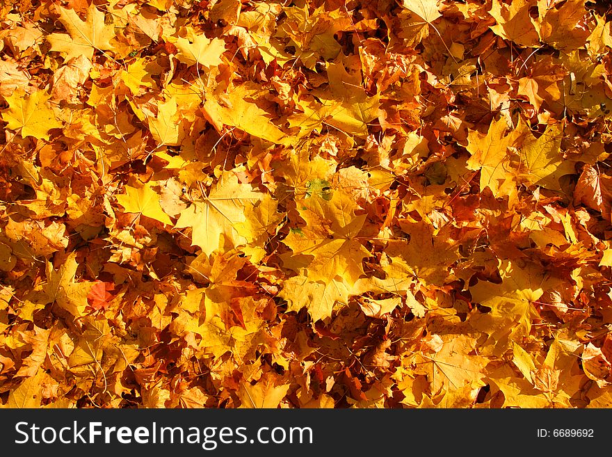 Fallen leaves of the maple. Autumn carpet.