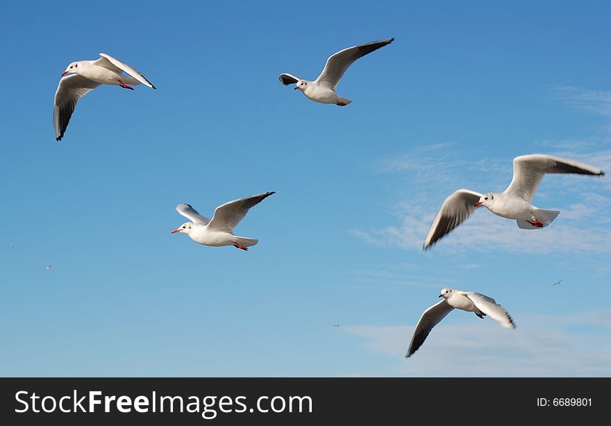 Blue sky and flaying seagulls