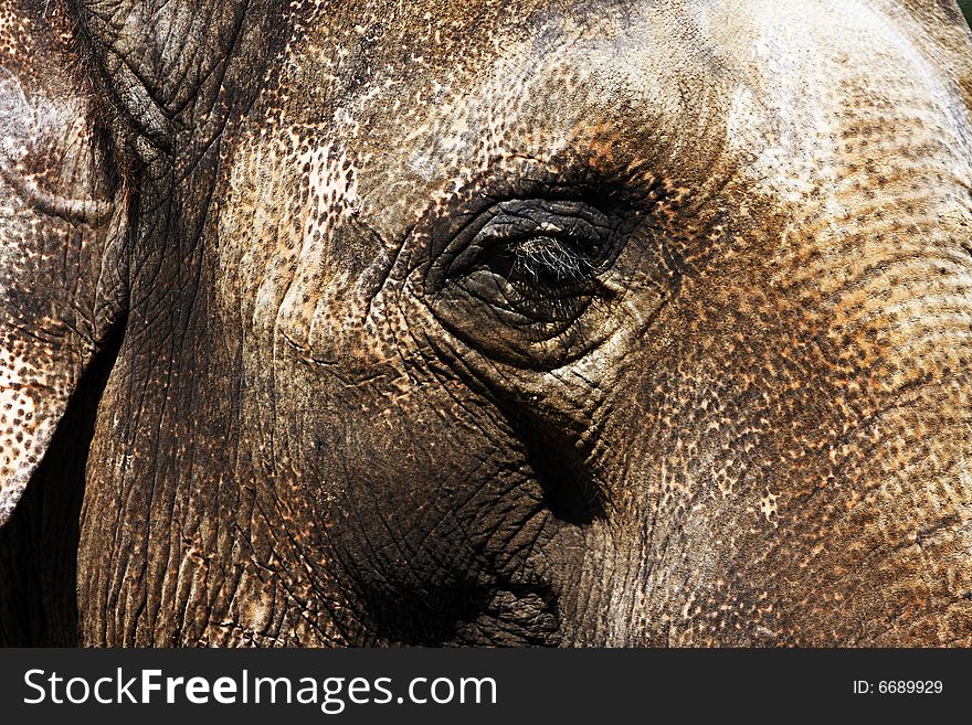 Detail of indian elefants eye in the zoo