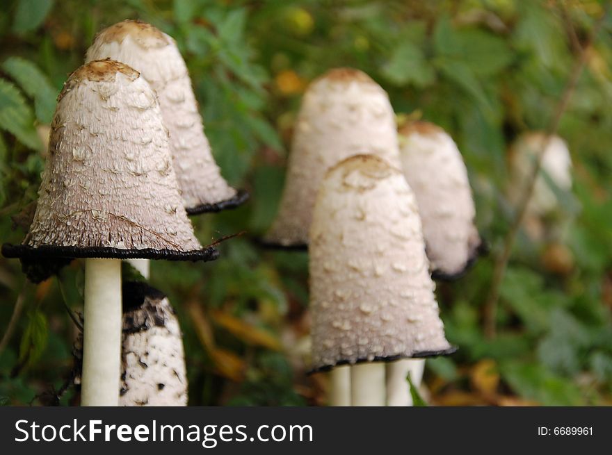 A group of wild mushrooms in the forest