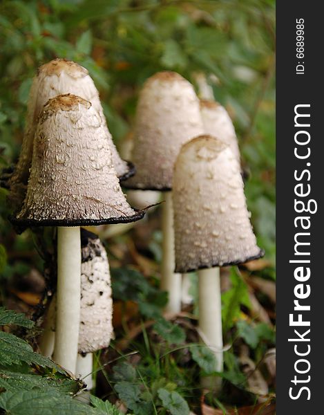 A group of wild mushrooms in the forest