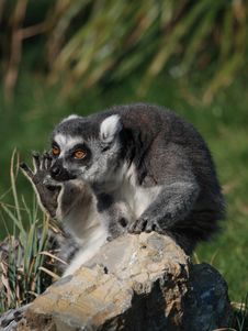 A Funny Ring-teiled Lemur Scratching Royalty Free Stock Photography A Funny Ring-teiled Lemur Scratching Royalty Free Stock Photography