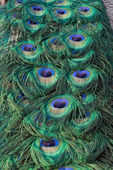 Peacock Tail Close Up Royalty Free Stock Images Peacock Tail Close Up Royalty Free Stock Images