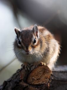 The Eastern Chipmunk (Tamias Striatus) On Branch Stock Photography The Eastern Chipmunk (Tamias Striatus) On Branch Stock Photography