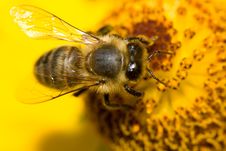 Bee On Yellow Flower Royalty Free Stock Images Bee On Yellow Flower Royalty Free Stock Images